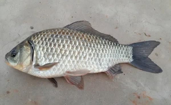 为什么产籽的鱼不能吃,为什么鲫鱼产子会满身伤口