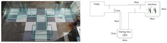 两种环境富集方法对石斑鱼幼鱼认知能力和生长性能的影响