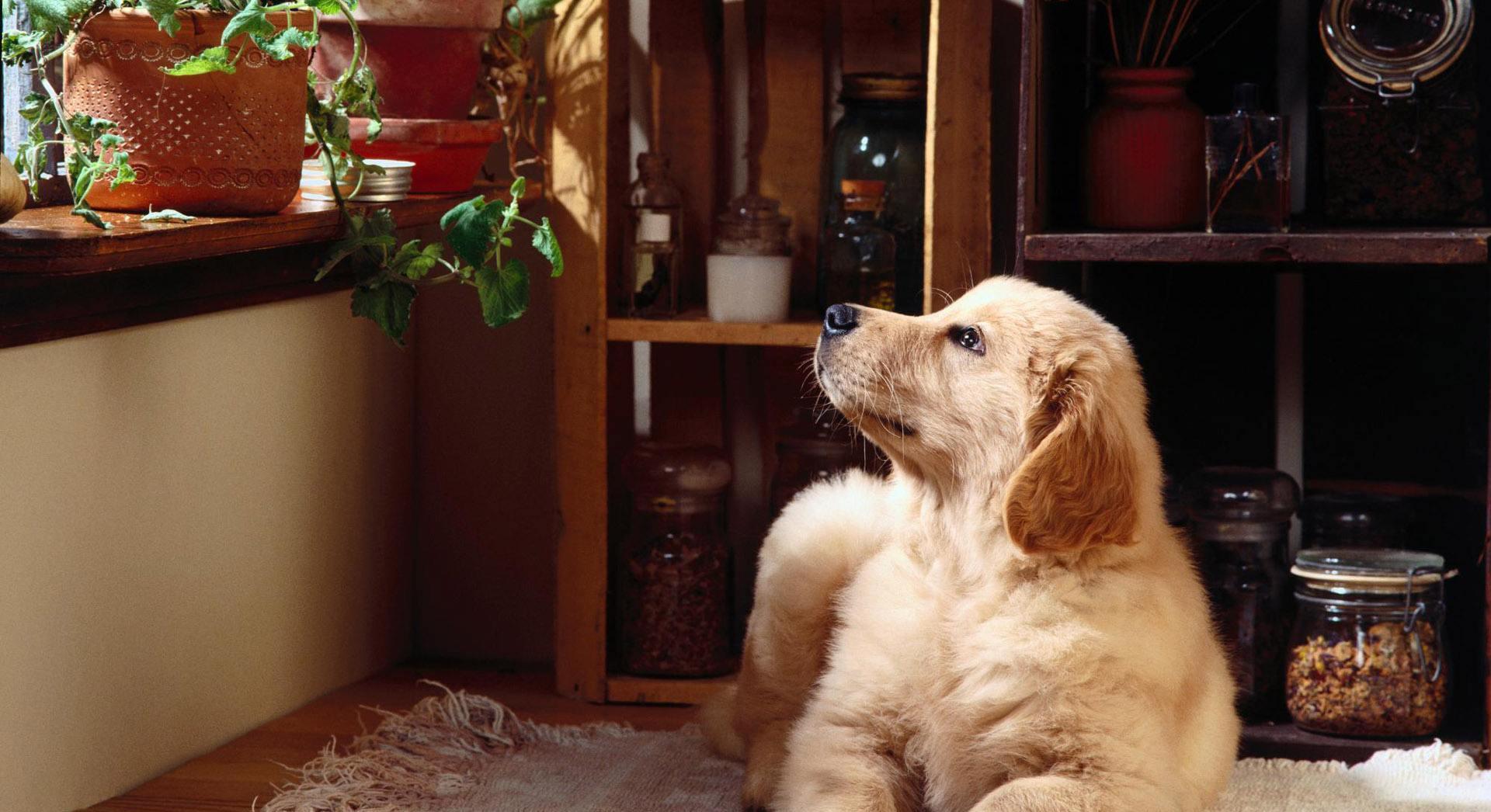 狗狗睡觉时抽搐是什么原因,为啥狗狗睡觉一直哼唧抖动