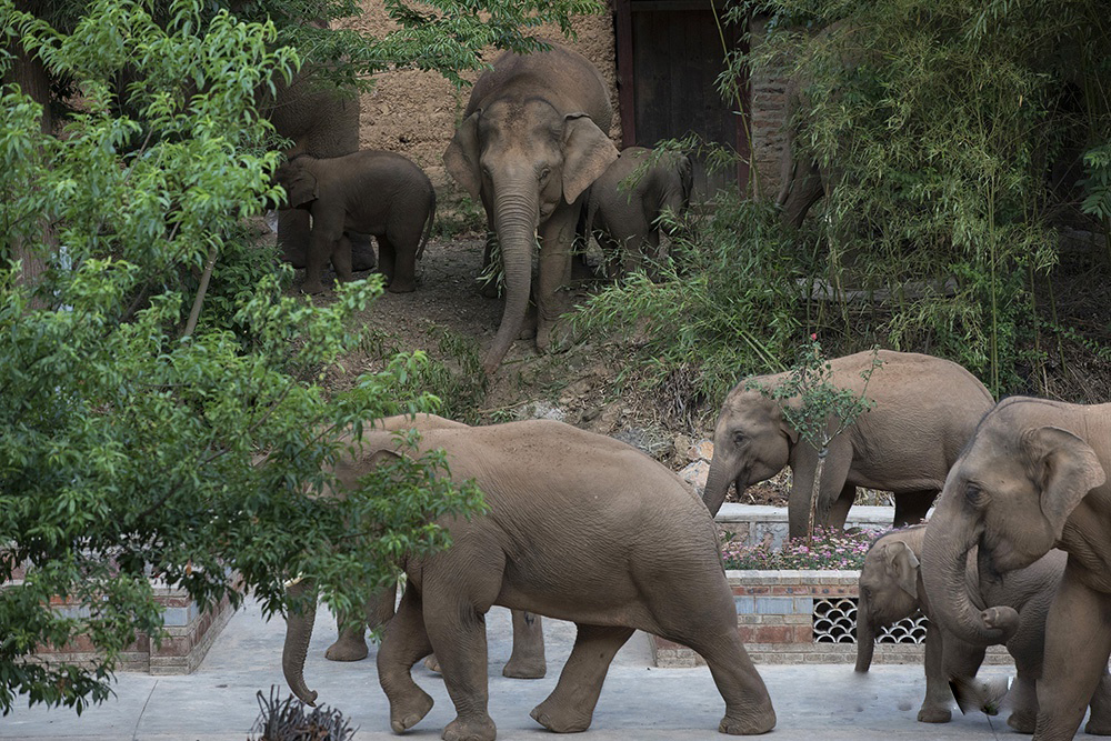 黑龙江吉林东北虎豹,野生东北虎咬死东北豹