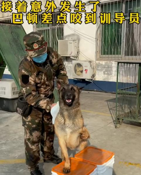 警犬巴顿有多凶猛,帅网红警犬巴顿训练视频