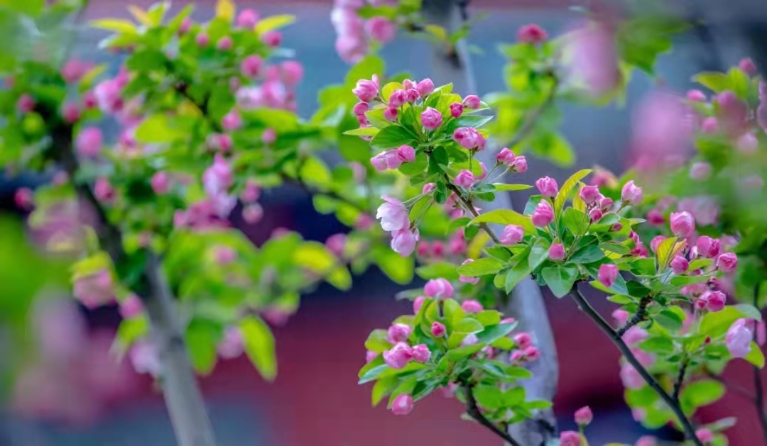 济南南部山区红叶谷旅游攻略,济南红叶谷自驾游最佳路线图