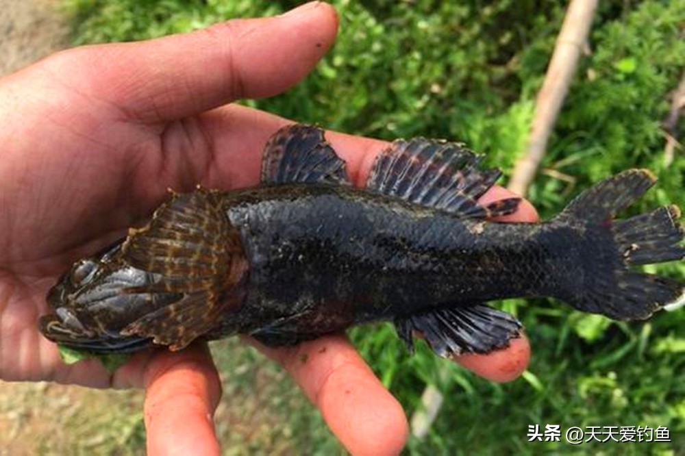 野钓各种鱼类的季节和钓位选择,肉食性鱼类用哪种钓法好