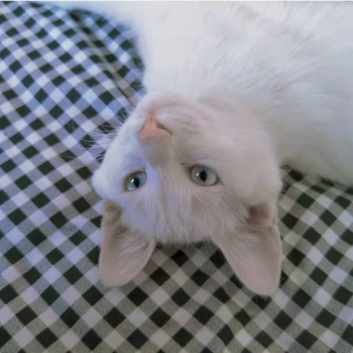 为什么养了猫之后谈恋爱好难 (养猫可以走出分手的伤心吗)