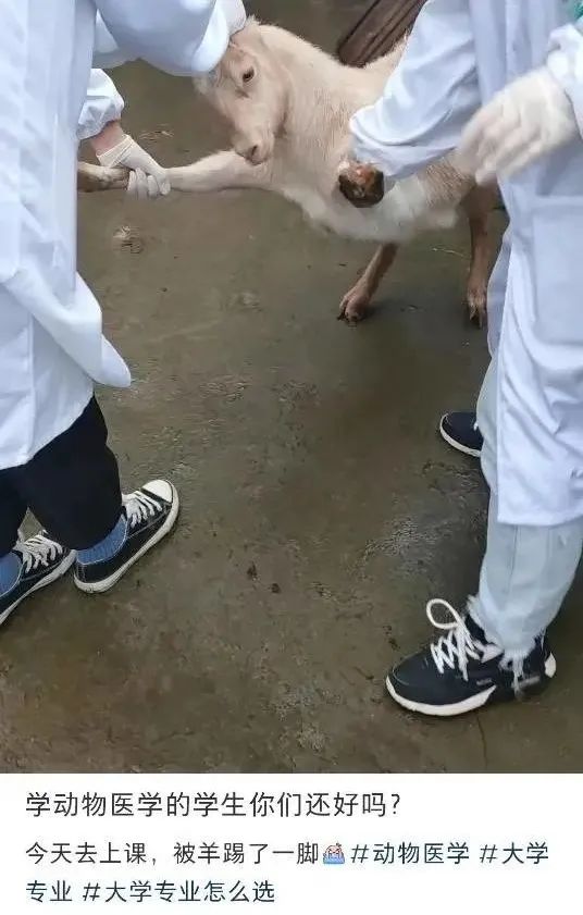 被黑天鹅打了,被黑天鹅攻击了