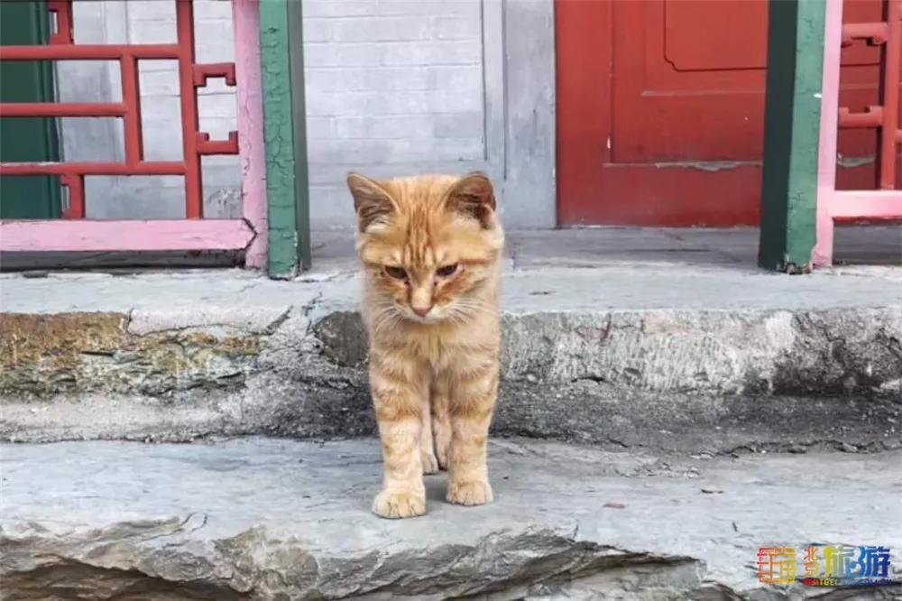北京故宫的猫为什么叫御猫,故宫最萌的猫是什么猫