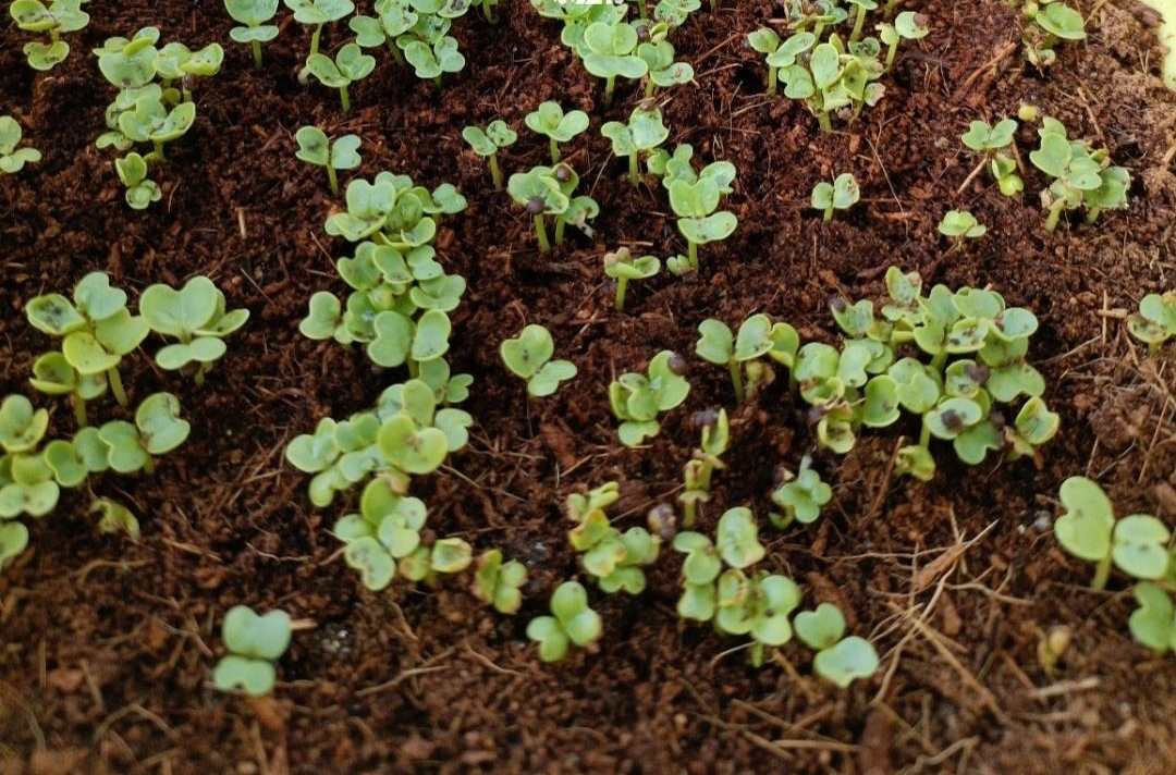 3种蔬菜,种快速生长的青菜的方法和步骤