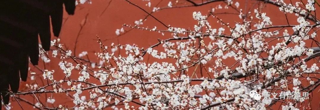 孤山踏青赏梅,去孤山看梅怎么走