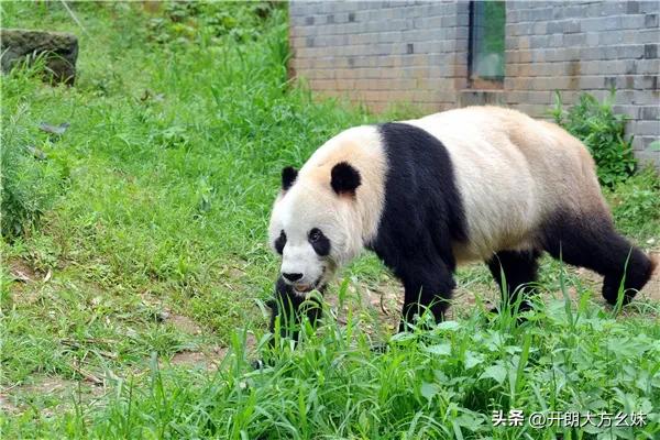 大熊猫盼盼有几个孩子,功勋大熊猫盼盼