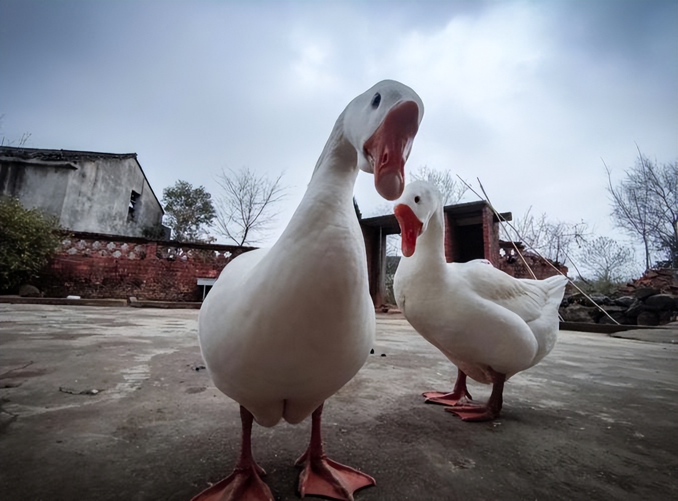 小伙养鹅养鸡上千只大鹅全卖了,养鹅被大雁带走2000只