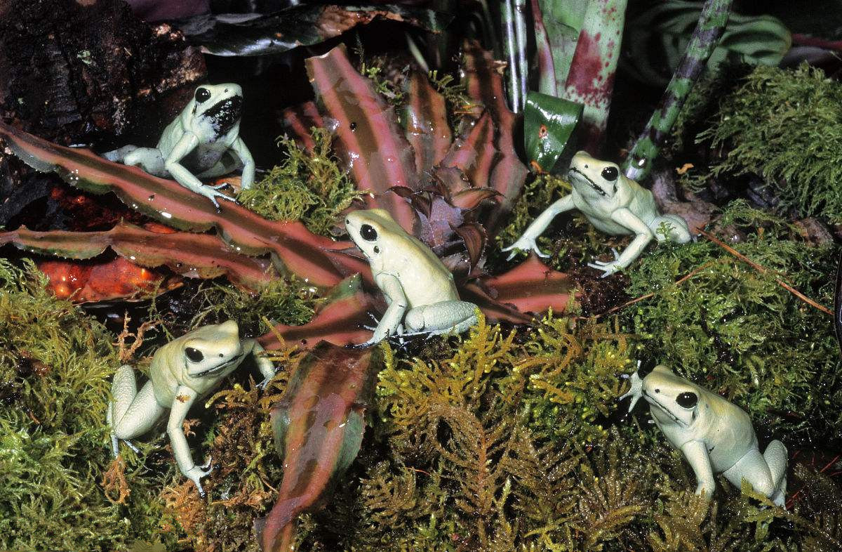 箭毒蛙为什么成为濒危动物,箭毒蛙世界上最毒的蛙