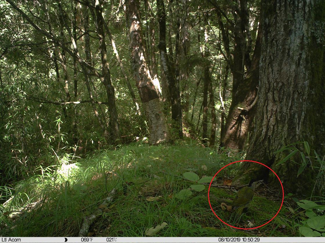 自然秘境大图鉴鸟类王国,奇妙大自然探秘鸟类世界