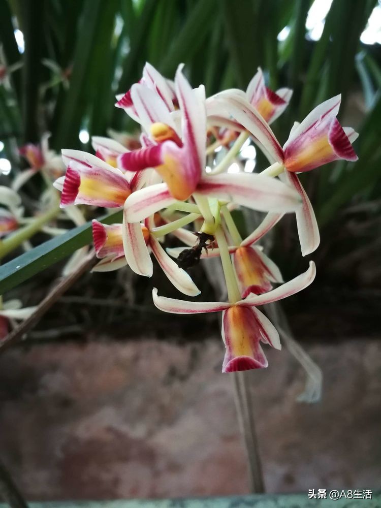 带你认识中华兰花纹瓣兰,顶级纹瓣兰图片