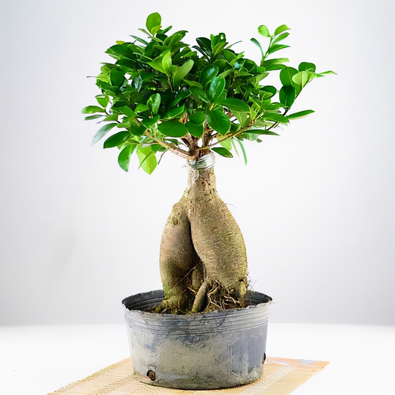 盆景造型类型有哪些,盆景造型种类