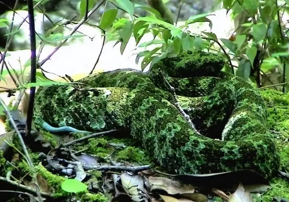 最大的莽山烙铁头蛇有多大,湖南莽山烙铁头蛇如何发现的