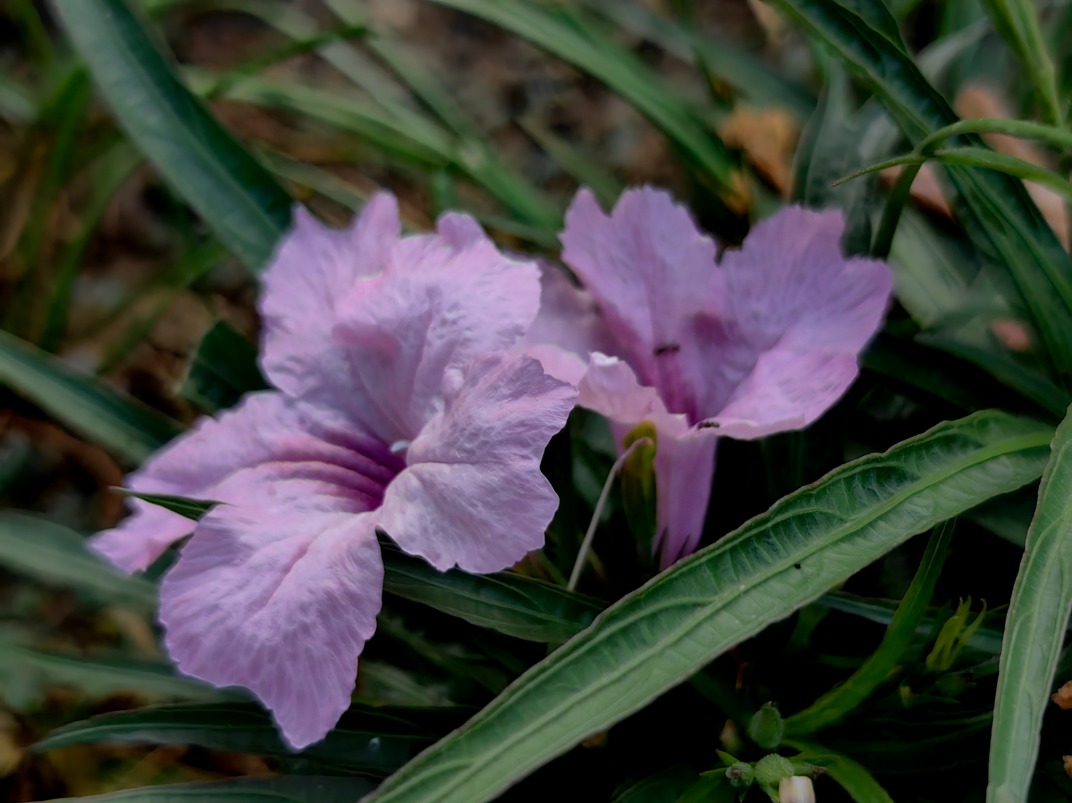紫色兰花草:,蓝色花草品种