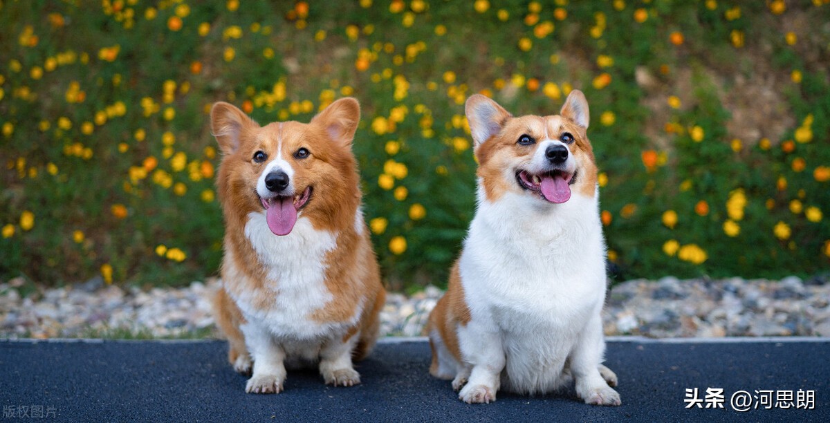 日本电商干不赢实体店,日本电商为什么干不过实体店