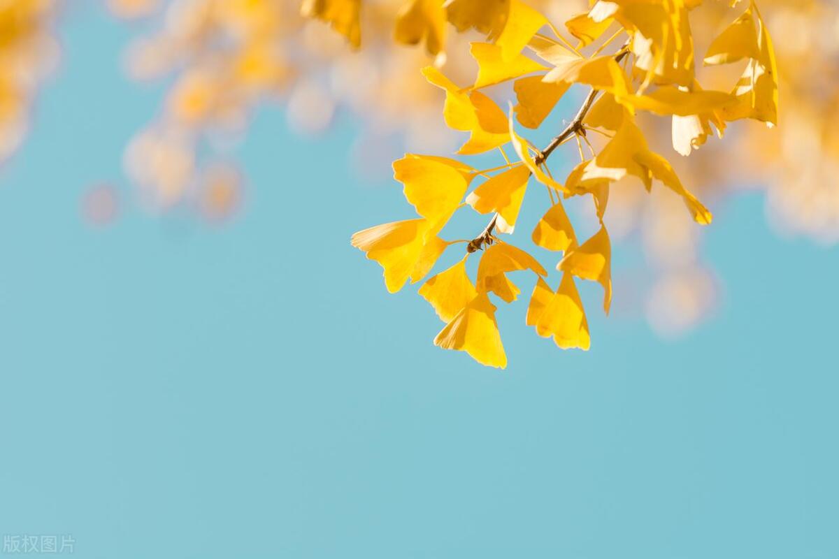 婆婆妈送金手镯,母亲节给未来婆婆买了个银手镯