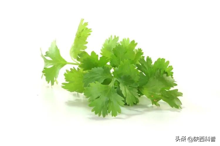 为什么有人讨厌香菜有人特爱吃,香菜为什么有人不喜欢吃