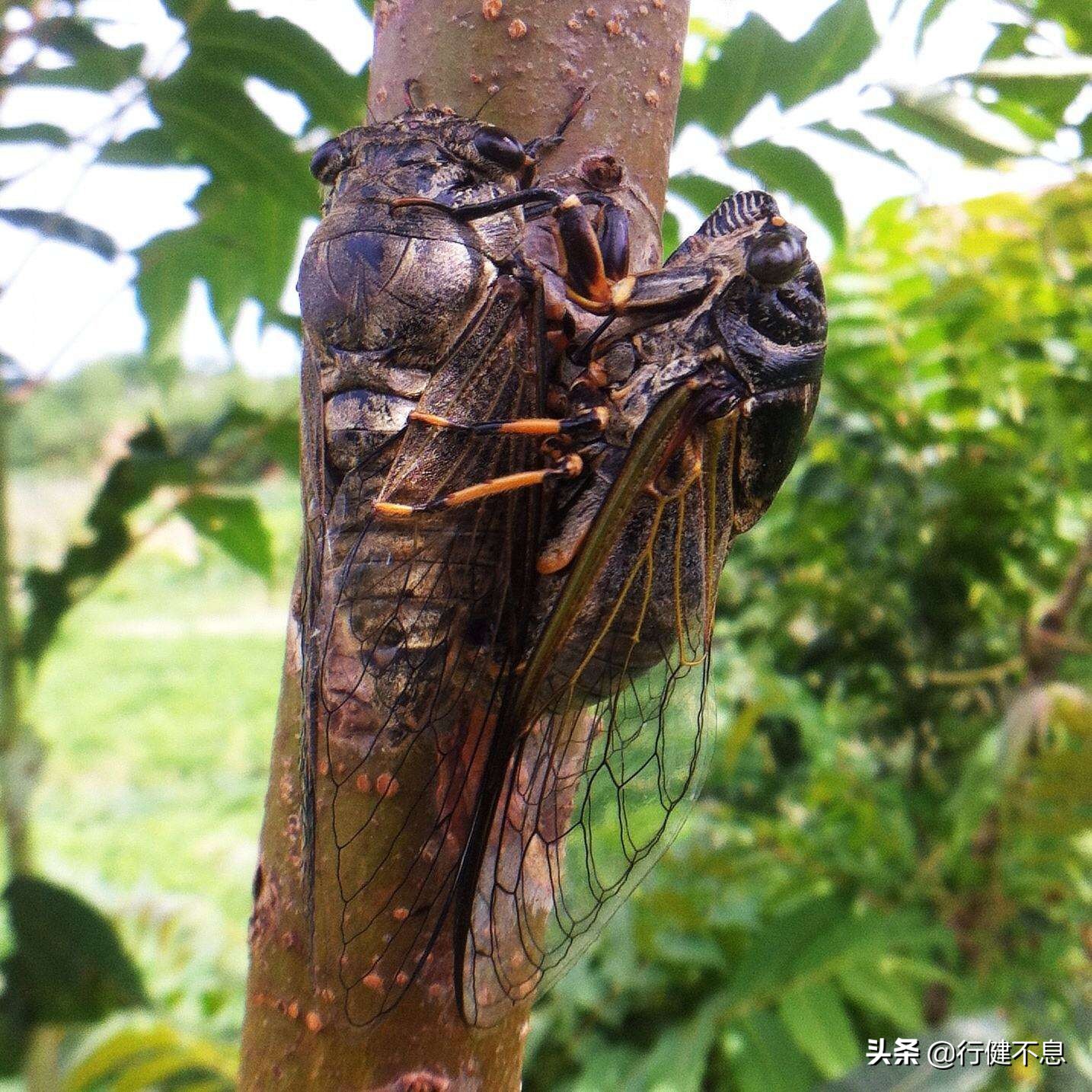 关于咏柳著名诗句及其赏析,咏柳经典诗词100首