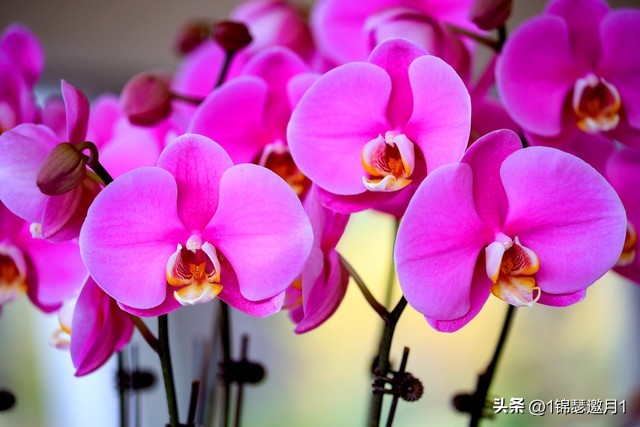 梅兰竹菊的风景图片,紫色芙蓉花美图