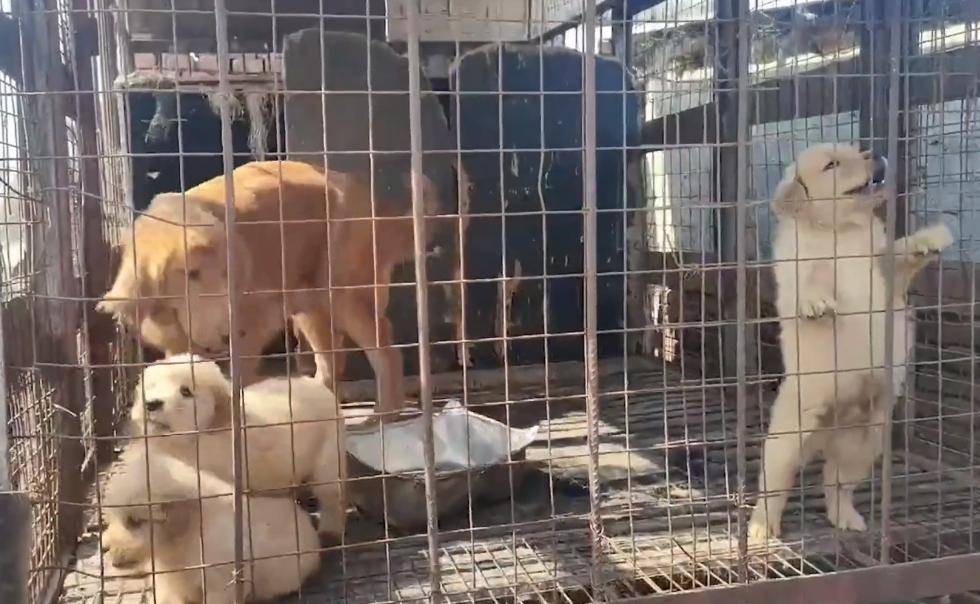 被养殖场淘汰的金毛犬，只能在笼子里端着盆子替它的孩子讨要食物