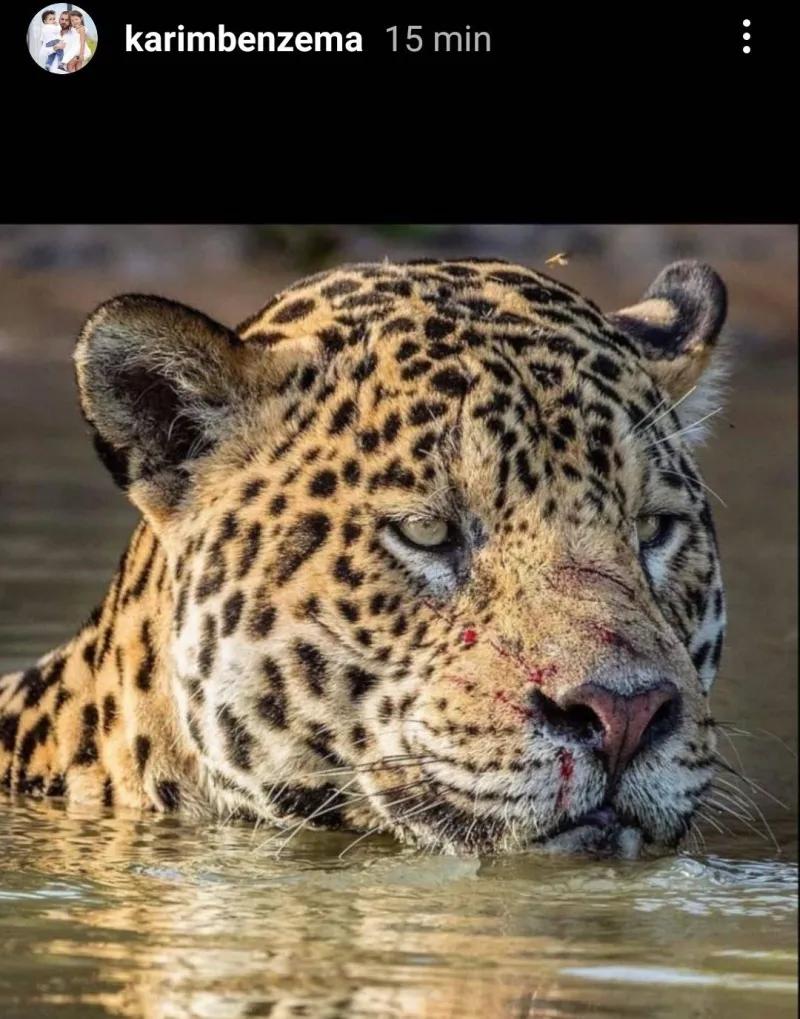 梅西当选世界足球先生解析,梅西再获足坛金球奖