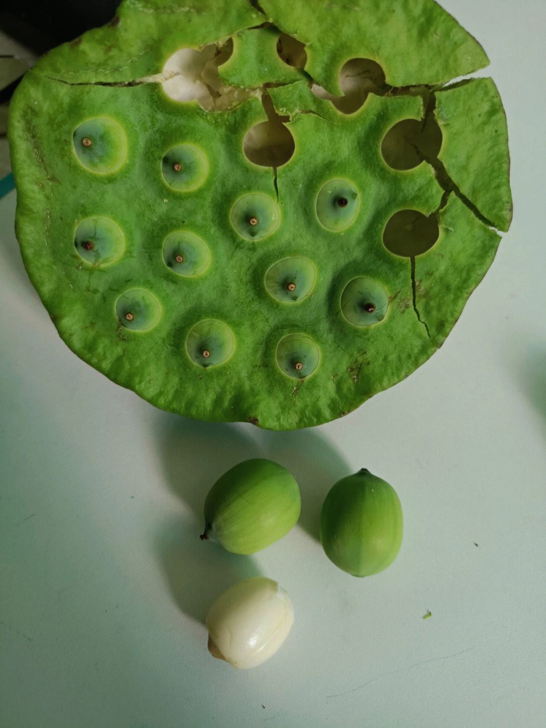 鲜莲子怎么保存,鲜莲子冷冻保存多久