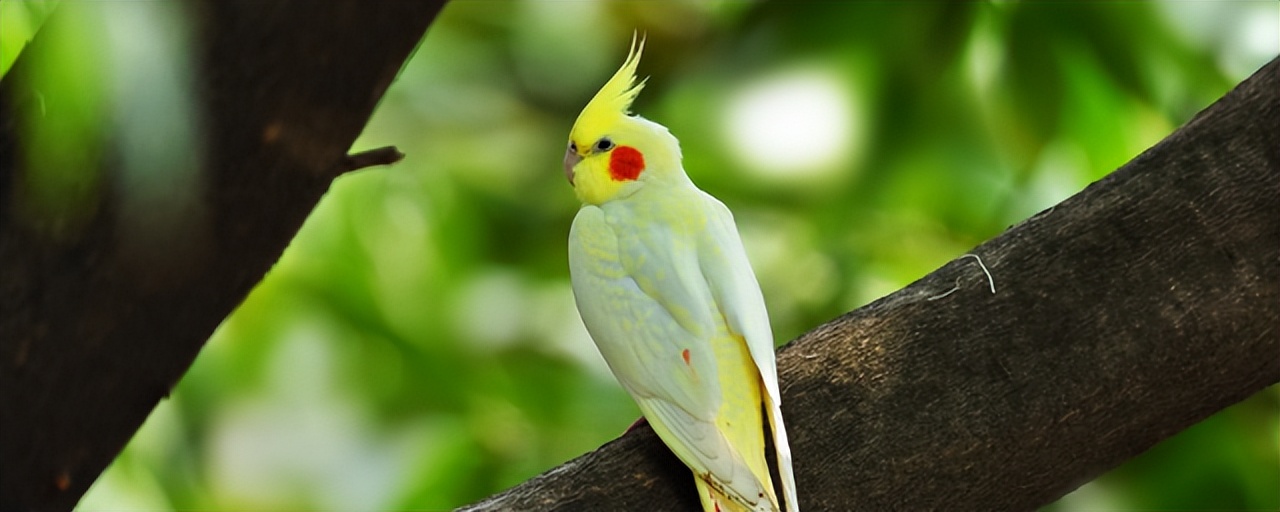 玄凤鹦鹉孵蛋室内温度需要多少,一个月玄凤鹦鹉保温箱温度多少