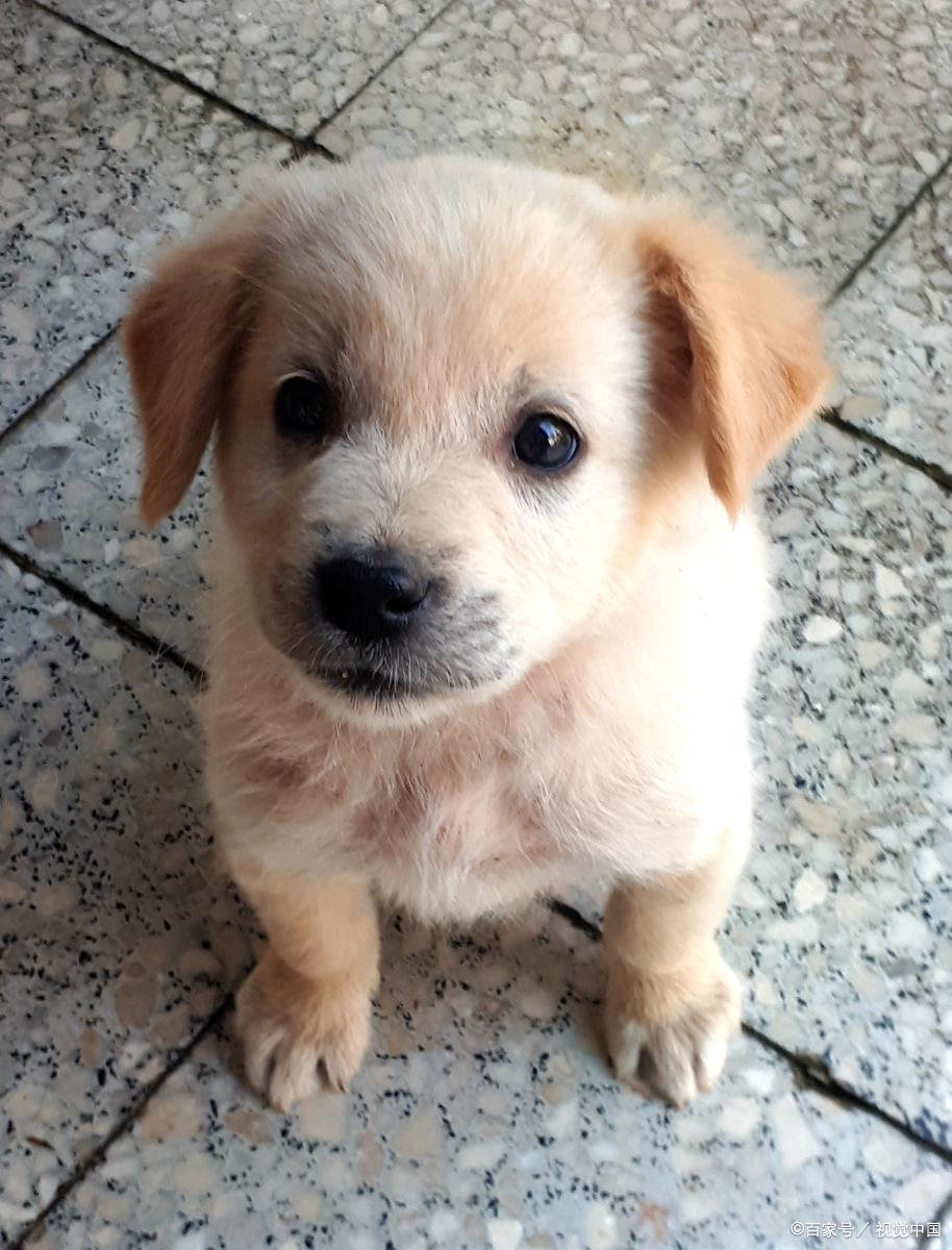 金毛寻回犬百科介绍,金毛路虎网红介绍