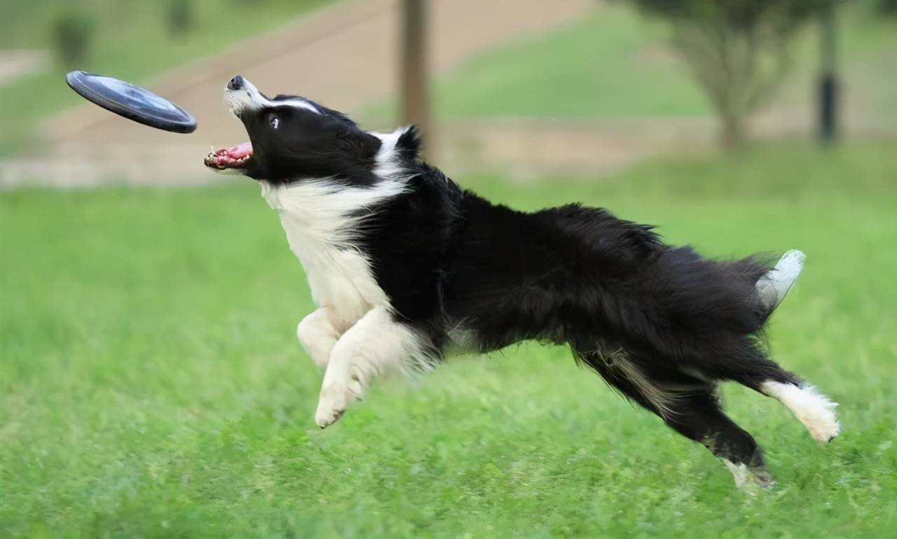 德牧犬和边牧犬优点,边牧犬蝴蝶犬的串串优点缺点