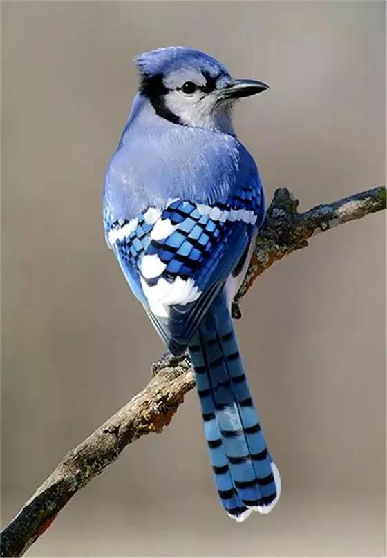 最美罕见的小鸟,全世界最罕见的小鸟