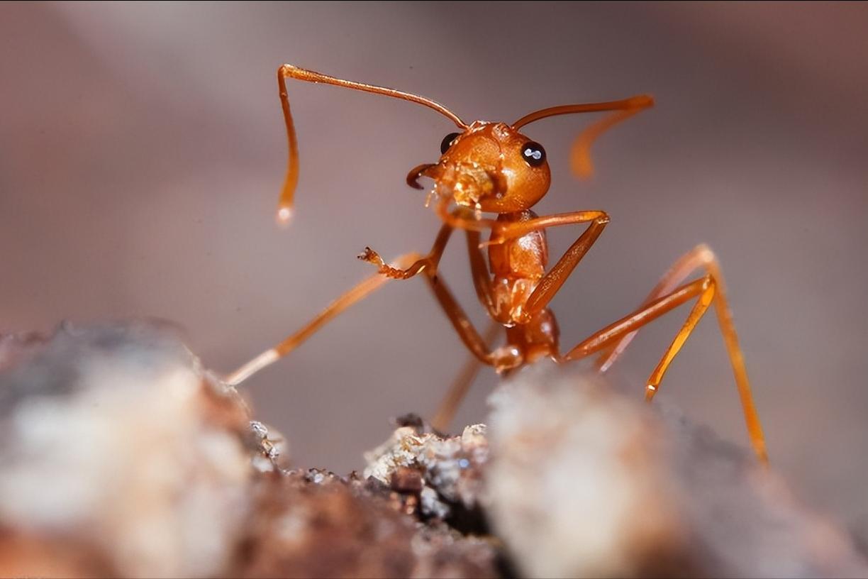 红火蚁被蜇伤的视频,被红火蚁咬哪里最危险