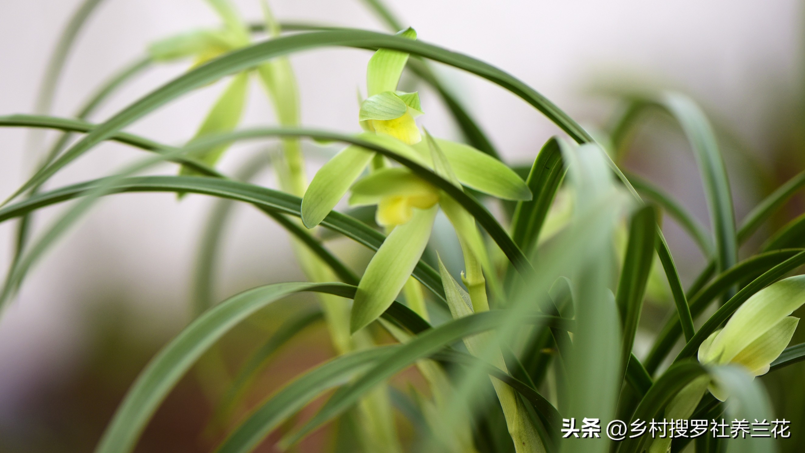 蕙兰盆栽春季养护注意事项有哪些,养蕙兰开花时的最佳方法