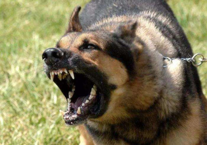 狗狗狂犬病的前期征兆,狗狗狂犬病早期的10个征兆