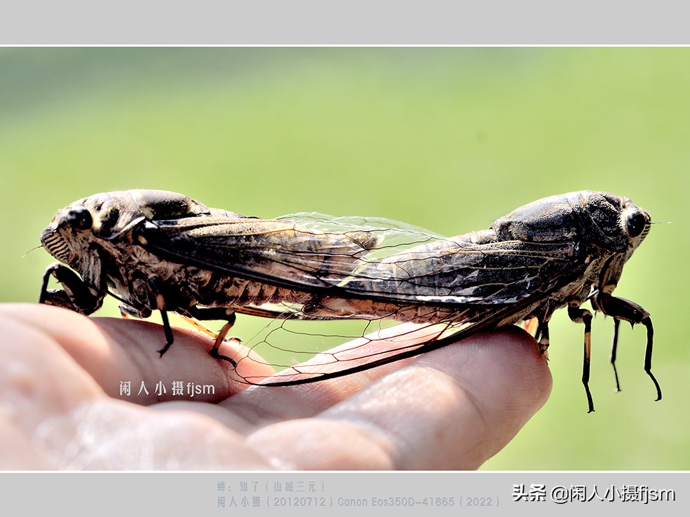 近距离拍摄昆虫小动物,常见昆虫微距摄影活动