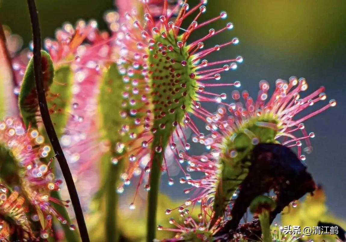 有什么推荐的食虫植物,又好看又便宜的食虫植物