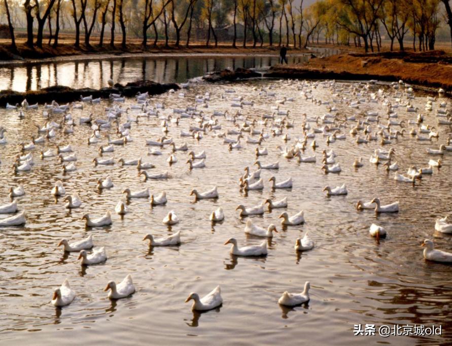 正宗便宜坊烤鸭,百年飘香老味道