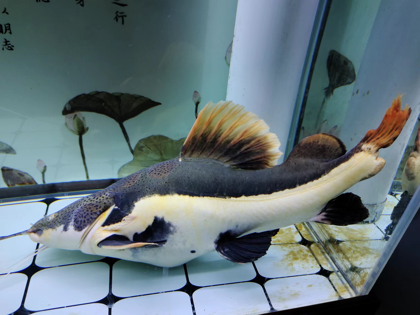 翻肚观赏鱼、濒死观赏鱼急救，首先一点就是要保证良好姿势