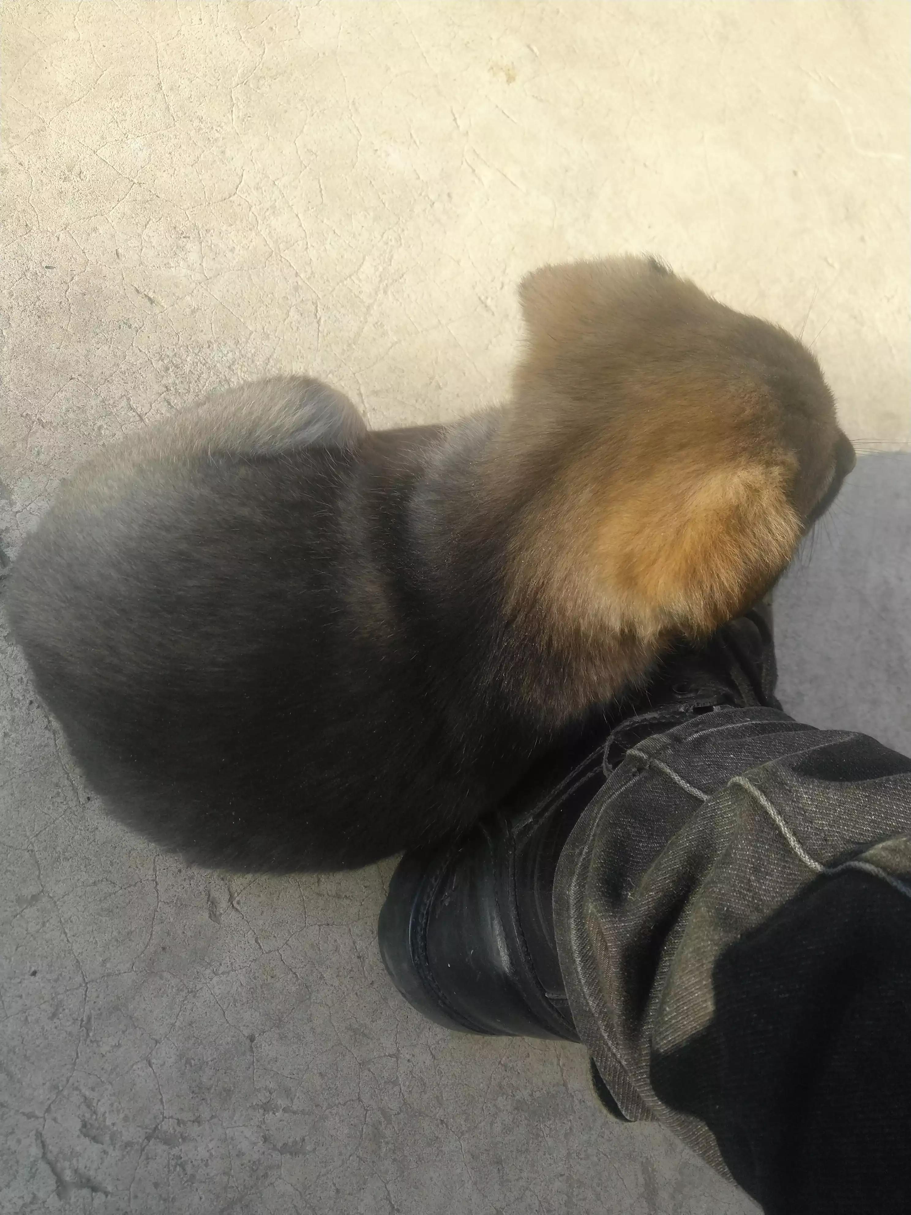 农村人买狗注意事项,农村狗市买狗注意事项