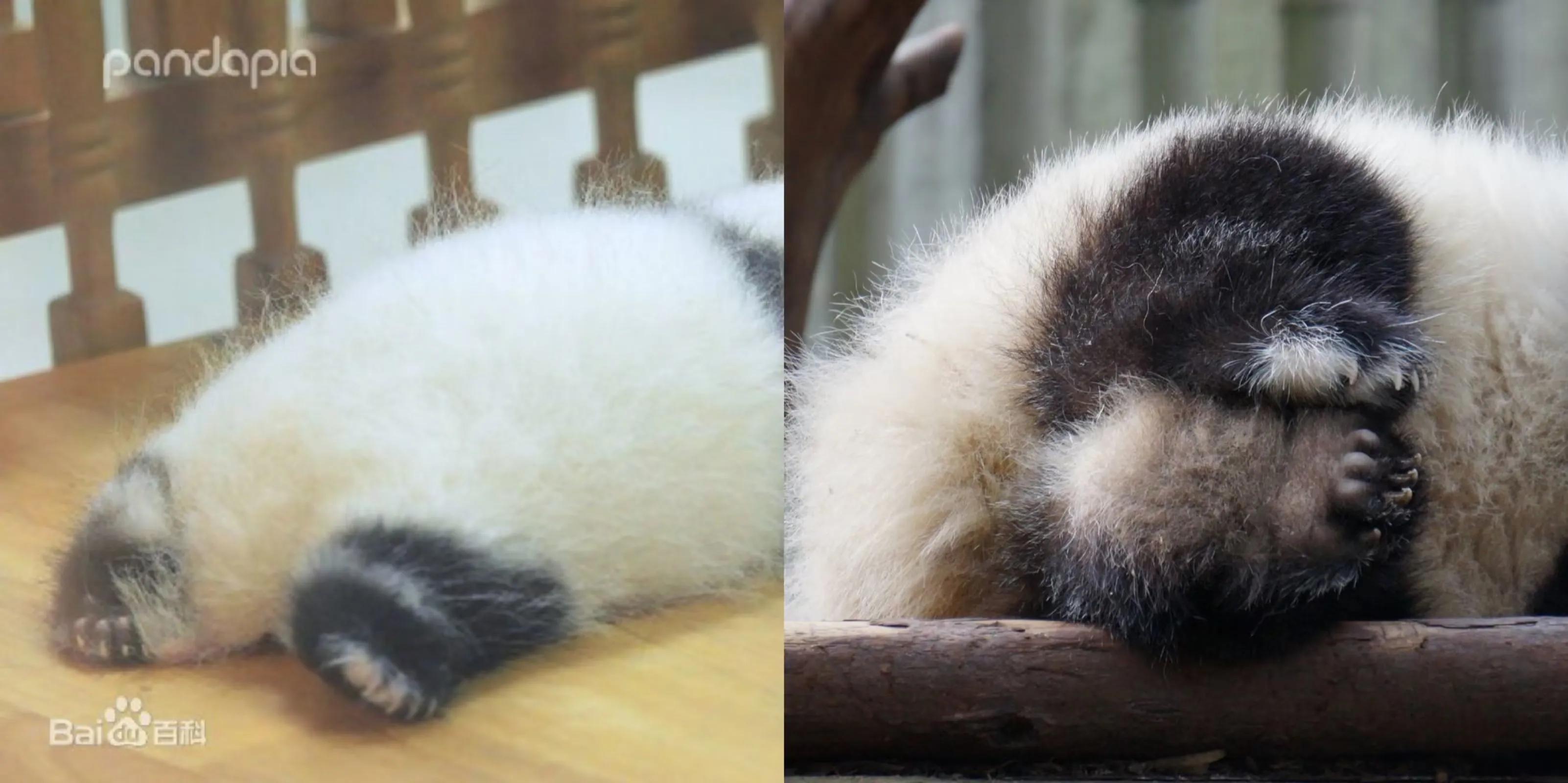 大熊猫花花和荷叶的温暖瞬间,国宝大熊猫和花萌萌哒瞬间