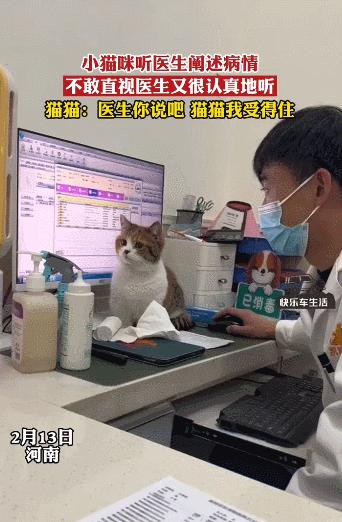 公猫出去一天一夜了都没回家,公猫出去三天没回来了