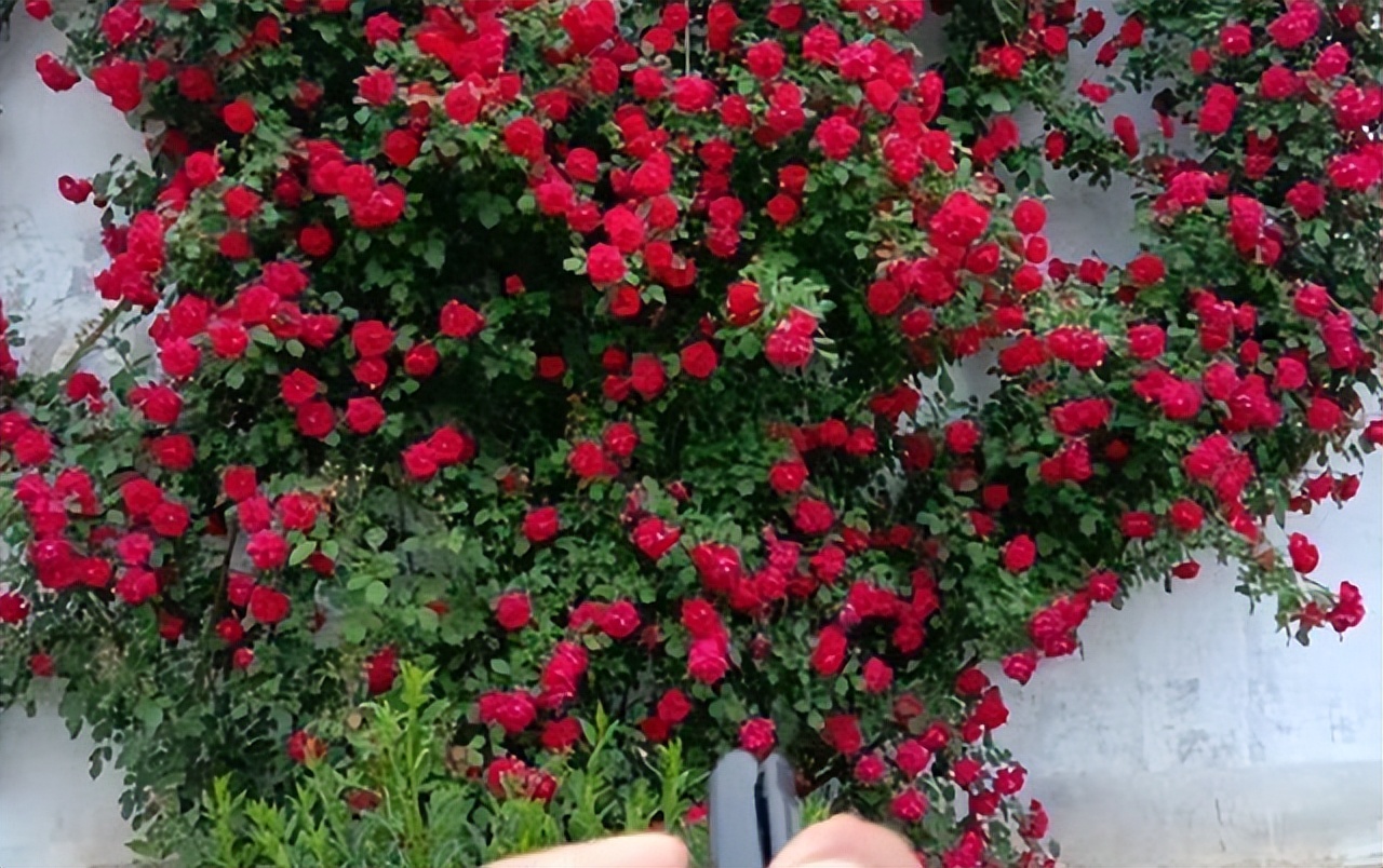 甜蜜红木香花适合屋里养吗,春季地栽的红木香可以让它开花吗