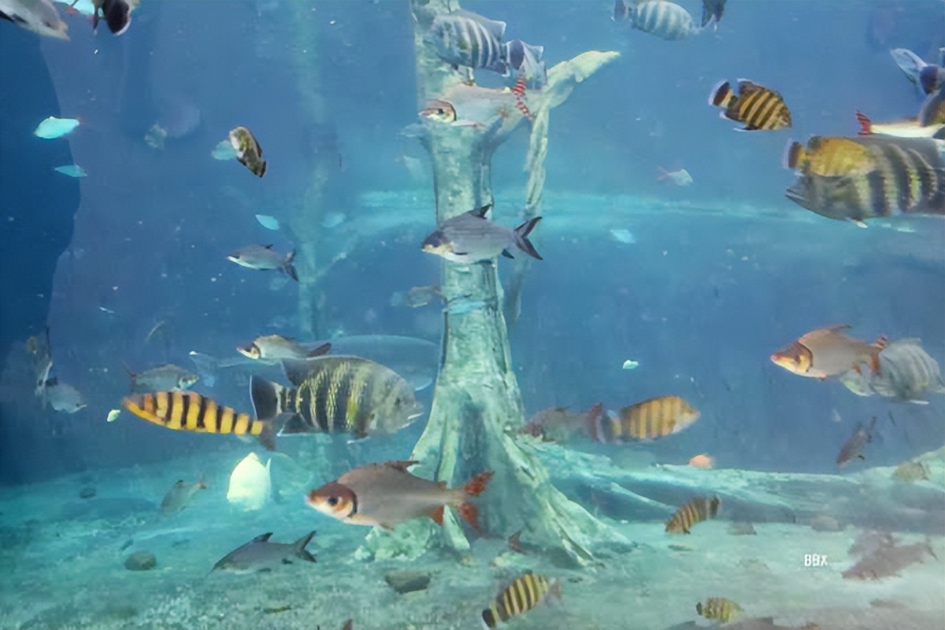 珠海长隆海洋王国水下走廊,世界级海洋乐园珠海长隆海洋王国