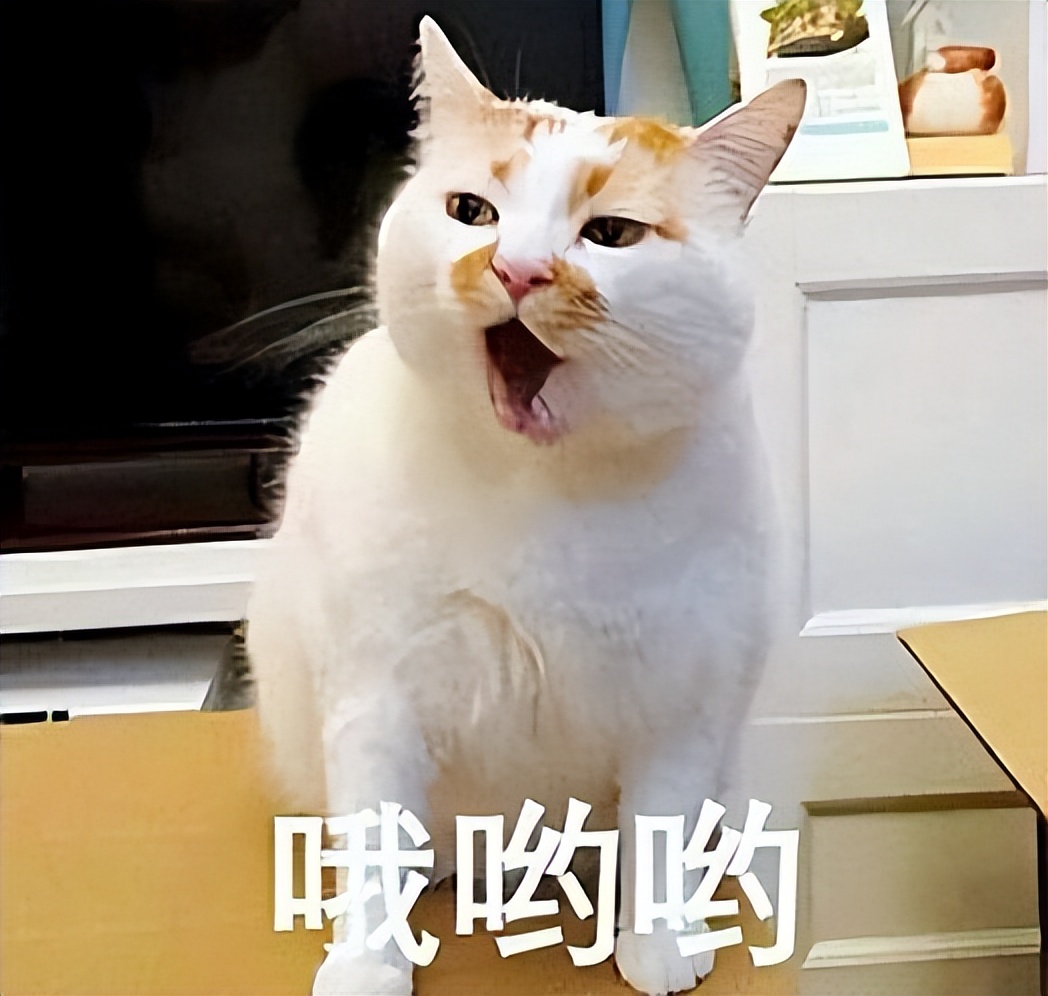 为什么猫咪爱吃电线,猫咪爱咬人手怎么办特别狠
