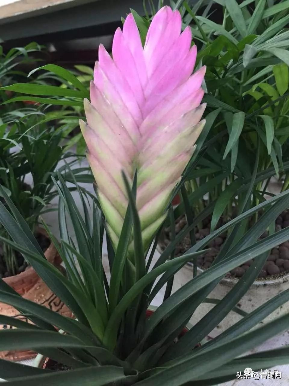 第15课窦跃生散文诗《砖头的艺术》（10万+课程老师讲义）