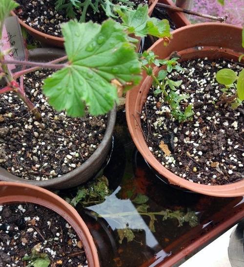 让你的家变成绿色天堂：家中花卉美化和养护方法