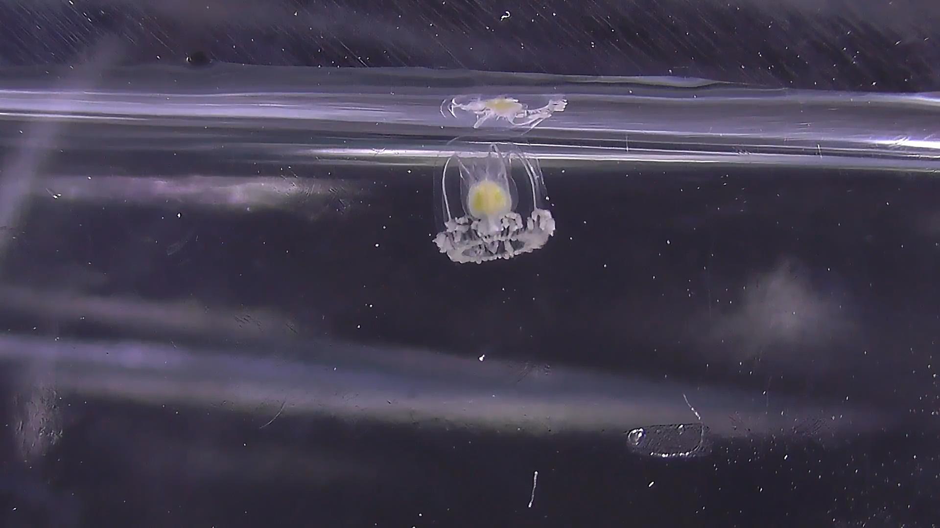 水母无法在冬天存活,水母不动了还能活吗