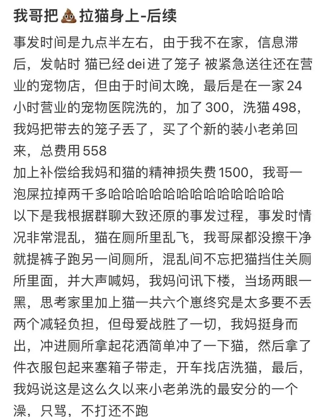 我哥窜稀，喷了我家猫一头粑粑！猫：我屎到淋头了...