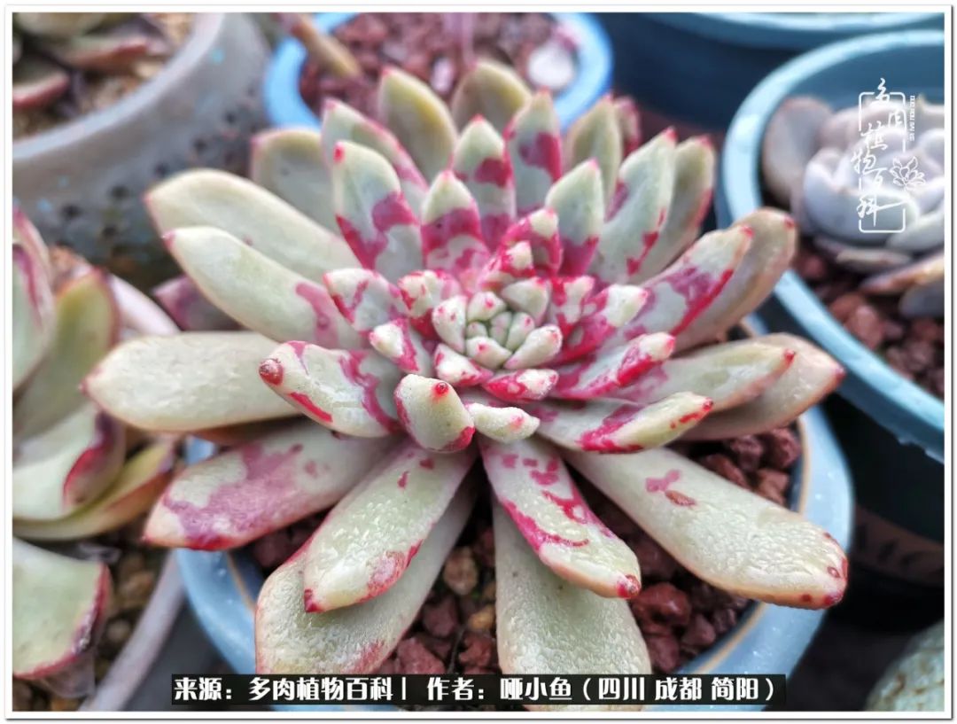 看世间繁华品一生,看世间繁华品人生美味